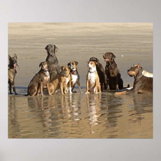 Hunde am Strand Poster (Vorne)