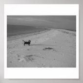 Hunde am Strand Poster (Vorne)