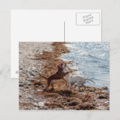 Hunde am Strand Postkarte (Vorne/Hinten)