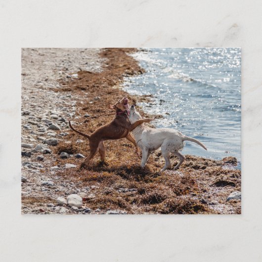 Hunde am Strand Postkarte (Vorderseite)