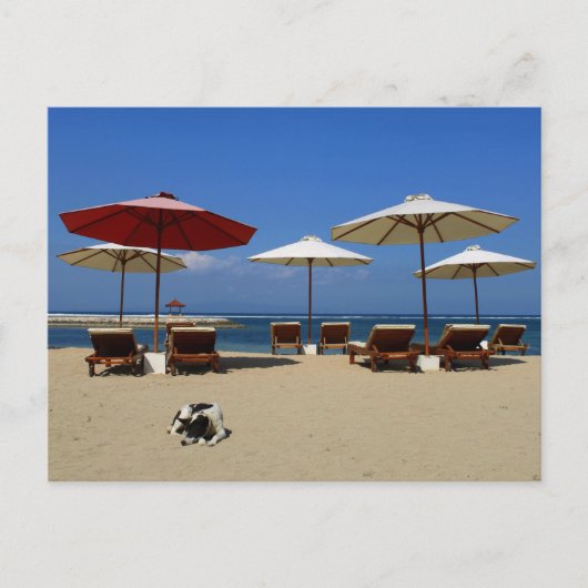 Hunde am Strand Postkarte (Vorderseite)