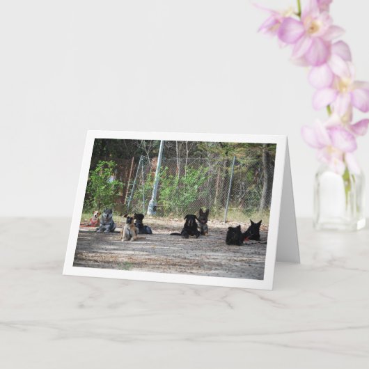 Hunde an der Schulungsschule Karte (Orchidee)