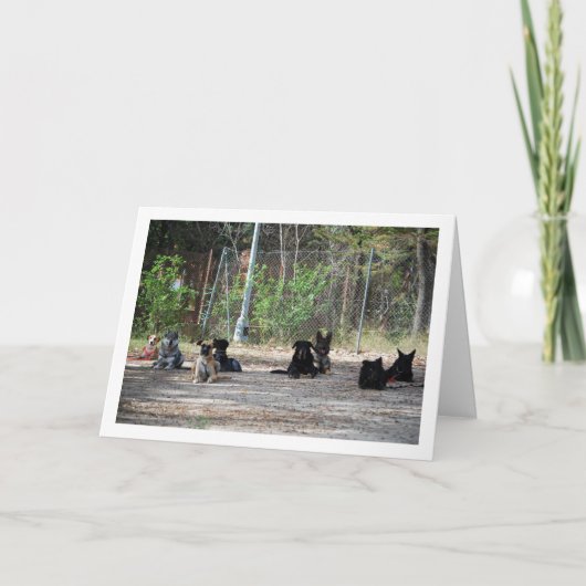 Hunde an der Schulungsschule Karte (Vorderseite)