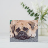 Hunde auf dem Boden Postkarte (Stehend Vorderseite)