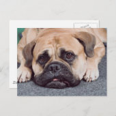 Hunde auf dem Boden Postkarte (Vorne/Hinten)