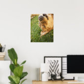 Hunde auf der Rückseite rollen Poster (Heimbüro)