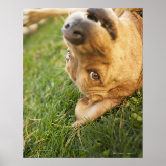 Hunde auf der Rückseite rollen Poster