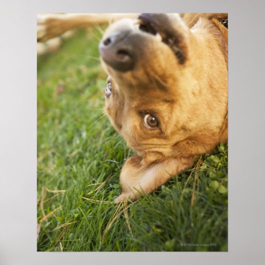 Hunde auf der Rückseite rollen Poster (Vorne)
