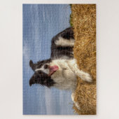 Hunde auf Hay Bale 1014 Piece Jigsaw Puzzle (Vertikal)
