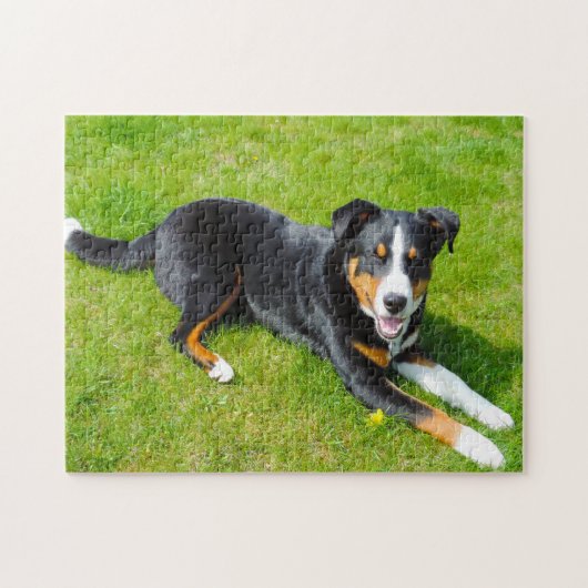 Hunde aus dem Appenzeller Gebirge. Puzzle (Horizontal)