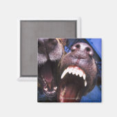 Hunde bellen magnet (Vorderseite/Rückseite)