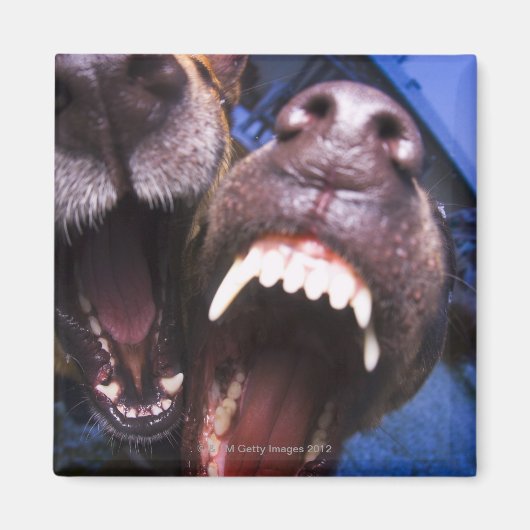Hunde bellen magnet (Vorne)