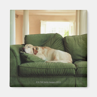 Hunde, die auf einem Sofa schlafen Magnet
