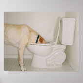 Hunde, die aus der Toilette trinken Poster (Vorne)