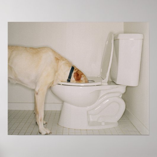 Hunde, die aus der Toilette trinken Poster (Vorne)