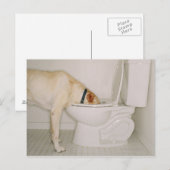 Hunde, die aus der Toilette trinken Postkarte (Vorne/Hinten)