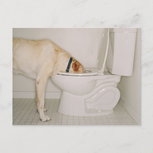 Hunde, die aus der Toilette trinken Postkarte (Vorderseite)