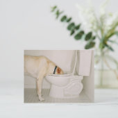 Hunde, die aus der Toilette trinken Postkarte (Stehend Vorderseite)