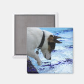 Hunde, die das Wasser am Pool berühren Magnet (Vorderseite/Rückseite)