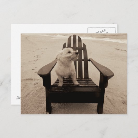 Hunde, die den Strand genießen Postkarte (Vorne/Hinten)