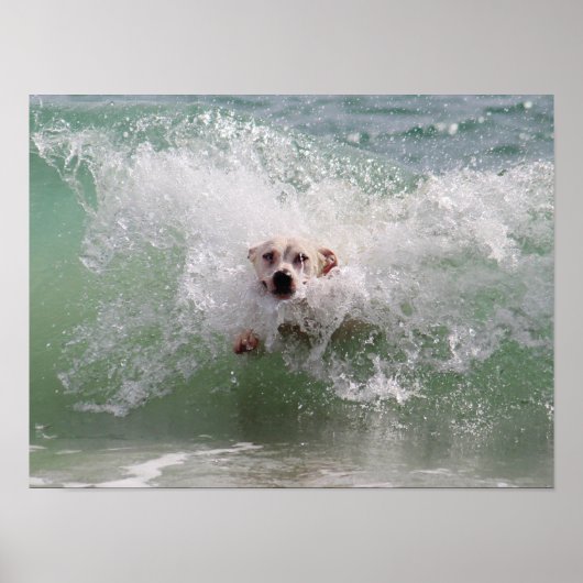 Hunde, die durch die Ozeanwelle laufen, Surfen, St Poster (Vorne)