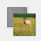 Hunde, die durch Gras laufen Magnet (Vorderseite/Rückseite)