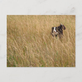 Hunde, die durch Gras laufen Postkarte