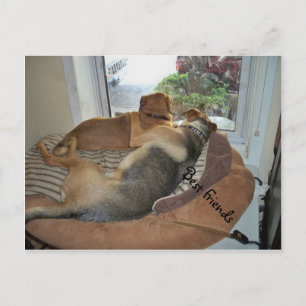 Hunde, die eine Ansicht teilen Postkarte