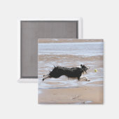 Hunde, die einen Ball am Strand jagen Magnet (Vorderseite/Rückseite)