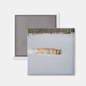 Hunde, die im Schnee aufbrechen Magnet (Vorderseite/Rückseite)