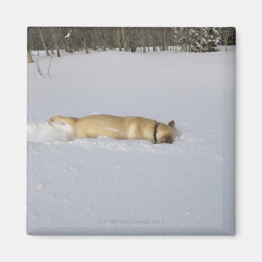 Hunde, die im Schnee aufbrechen Magnet (Vorne)