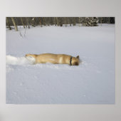 Hunde, die im Schnee aufbrechen Poster (Vorne)