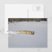Hunde, die im Schnee aufbrechen Postkarte (Vorne/Hinten)