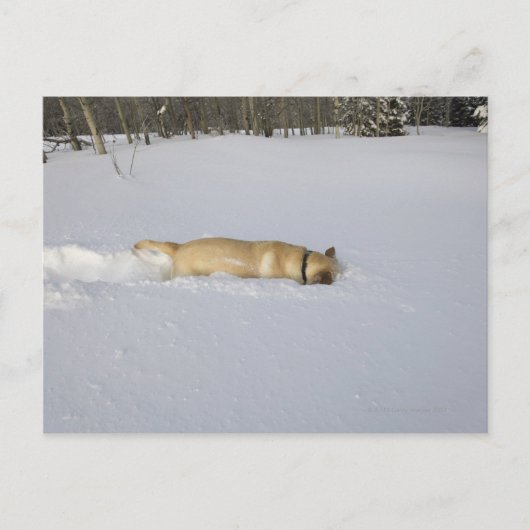 Hunde, die im Schnee aufbrechen Postkarte (Vorderseite)