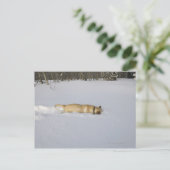 Hunde, die im Schnee aufbrechen Postkarte (Stehend Vorderseite)