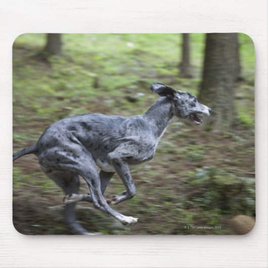 Hunde, die im Wald laufen Mousepad (Vorne)
