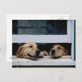 Hunde, die nach einem Fenster schauen Postkarte (Vorne/Hinten)