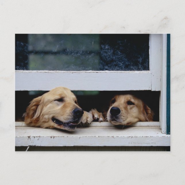 Hunde, die nach einem Fenster schauen Postkarte (Vorderseite)
