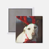 Hunde, die Rentiere tragen Magnet (Vorderseite/Rückseite)
