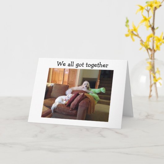 HUNDE, DIE SICH SCHÖNE KATZKATZEN FILM SAGEN GLÜCK KARTE (Gelbe Blume)