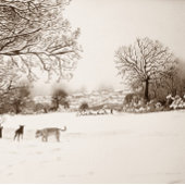 Hunde, die Winterschneeszene-Landschaftsmalerei sp Pappteller