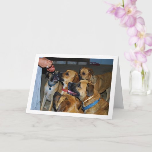 Hunde, die zum Lebensmittelportrait sitzen Karte (Orchidee)
