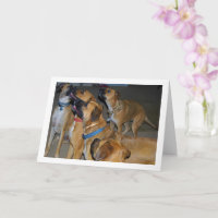 Hunde, die zum Portrait über Lebensmittel sitzen