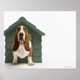 Hunde durch Hundehaus Poster