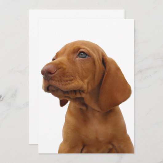 Hunde-Einladung Einladung (Vorne/Hinten)