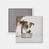 Hunde essen aus der Schüssel Magnet (Vorderseite/Rückseite)