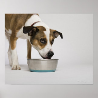Hunde essen aus der Schüssel Poster