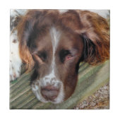 HUNDE FLIESE (Vorderseite)