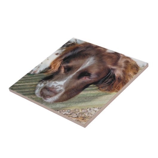 HUNDE FLIESE (Seite)