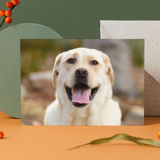 Hunde-Foto Feiertagspostkarte